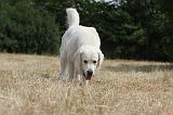 GOLDEN RETRIEVER 728